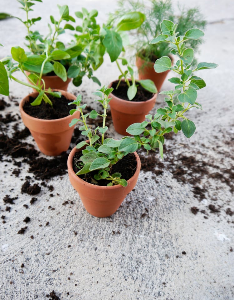 DIY-Chalkboard-Herb-Markers-2