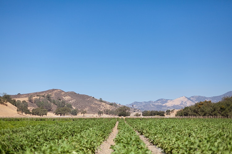Tutti-Frutti-Farms-2