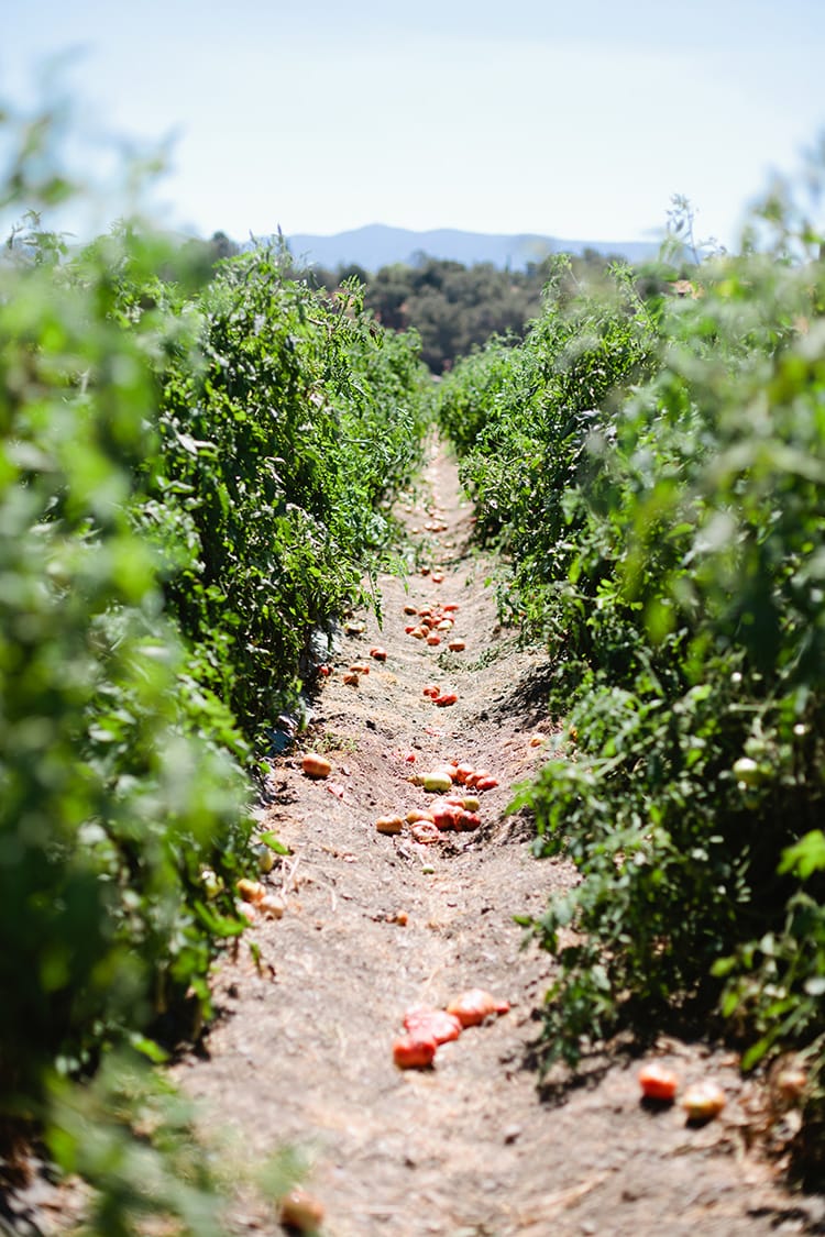 Tutti-Frutti-Farms-7