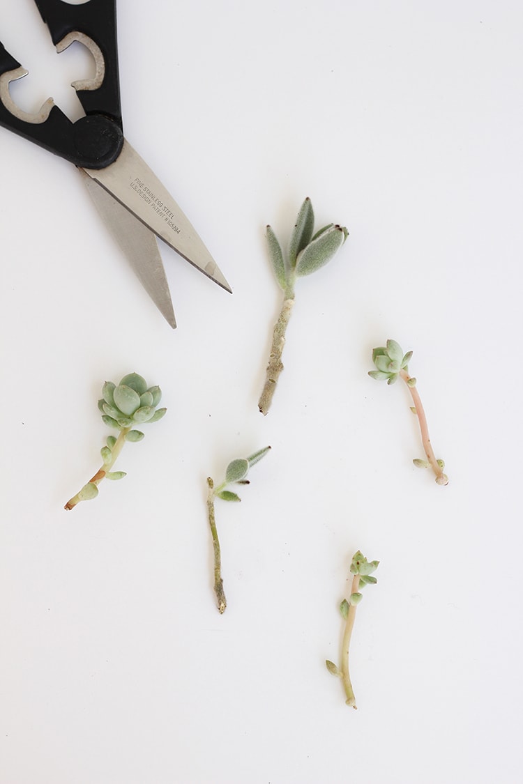 Succulent Clippings