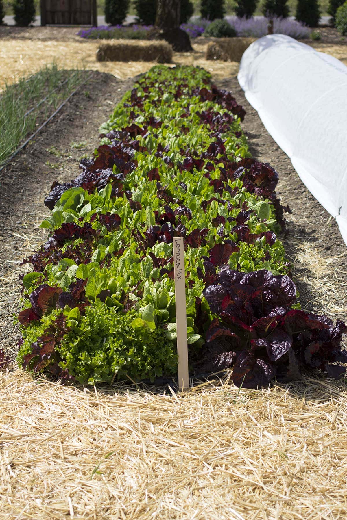 Kendall Jackson Garden Lunch Wine Pairing