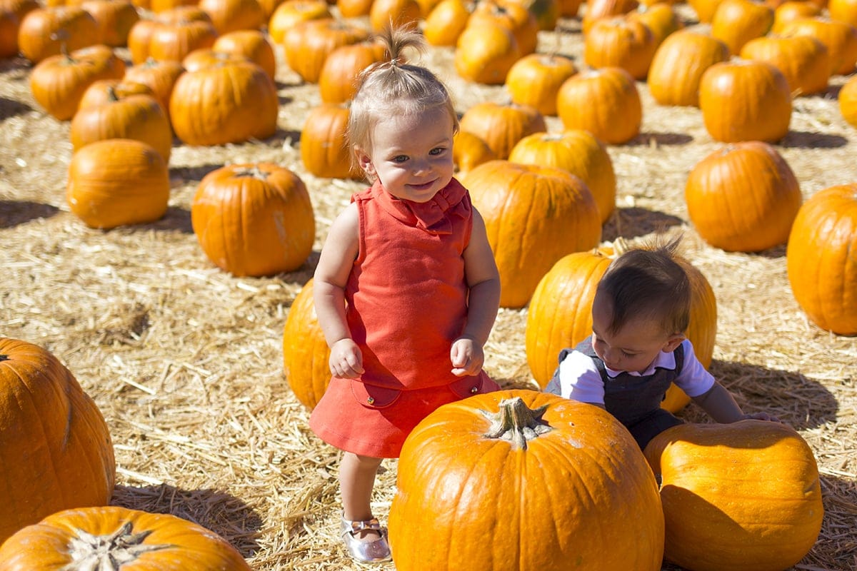 pumpkin patch family holiday traditions