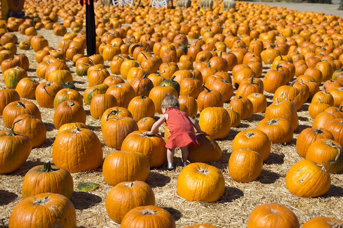 pumpkin patch family holiday traditions